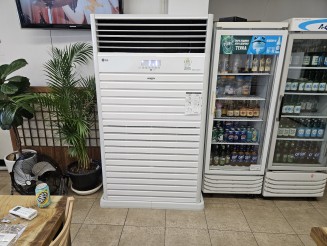 전주 편백나무밑에서노는닭